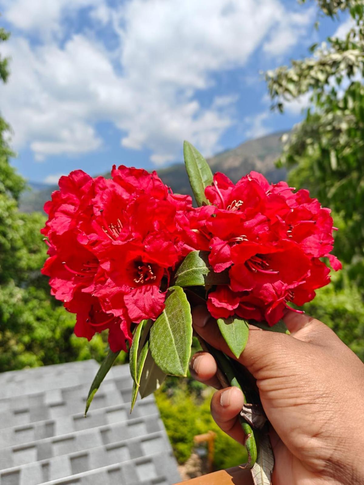 Resort Nirmaya Kanatal